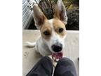Adopt Lily a White - with Brown or Chocolate Australian Cattle Dog / Mixed dog