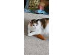 Adopt Daphne a Calico or Dilute Calico Polydactyl/Hemingway / Mixed (short coat)