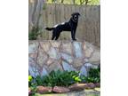 Adopt Ollie a Black Labrador Retriever / Mixed dog in Keller, TX (41330516)