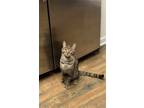 Adopt Leya a Gray, Blue or Silver Tabby Tabby / Mixed (short coat) cat in