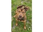 Adopt CT a Brown/Chocolate American Pit Bull Terrier / Mixed Breed (Medium) /
