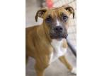 Adopt Bella a Tan/Yellow/Fawn Boxer / Mixed dog in Ottumwa, IA (41330500)