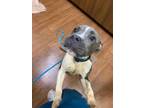Adopt 55804177 a Gray/Blue/Silver/Salt & Pepper Mixed Breed (Small) / Mixed dog