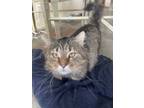 Adopt Meatball a Brown Tabby Domestic Longhair / Mixed (long coat) cat in Plain