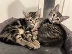 Adopt Crazyhorse and Destroya a Brown or Chocolate Tabby / Mixed (short coat)