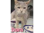 Adopt Dora a Gray or Blue Domestic Shorthair / Domestic Shorthair / Mixed cat in