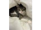 Adopt Mittens a Brown Tabby Domestic Shorthair / Mixed Breed (Medium) / Mixed