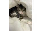 Adopt Mittens a Brown or Chocolate Domestic Shorthair / Domestic Shorthair /