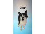 Adopt Chip a All Black Domestic Shorthair / Mixed Breed (Medium) / Mixed (short