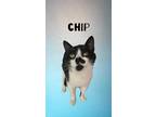Adopt Chip a All Black Domestic Shorthair / Domestic Shorthair / Mixed cat in