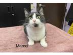 Adopt Marcel a All Black Domestic Shorthair / Domestic Shorthair / Mixed cat in