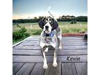 Adopt Kevin a Black Bluetick Coonhound / Mixed dog in Cumberland, MD (32163123)