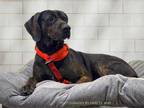 Adopt Baby Girl a Black Hound (Unknown Type) / Mixed Breed (Medium) / Mixed