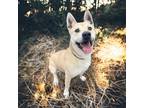 Adopt Brutus a Tan/Yellow/Fawn Akita / Shepherd (Unknown Type) / Mixed dog in