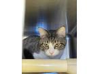 Adopt Milo a Brown Tabby Domestic Shorthair / Mixed (short coat) cat in