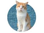 Adopt Marsh a Orange or Red Domestic Mediumhair / Domestic Shorthair / Mixed cat