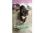 Adopt Cayden a All Black Domestic Shorthair / Domestic Shorthair / Mixed cat in
