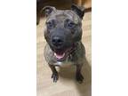 Adopt Toby a Brindle Terrier (Unknown Type, Medium) / Mixed Breed (Medium) /