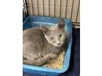 Adopt Reggie a Gray or Blue Domestic Shorthair / Mixed Breed (Medium) / Mixed