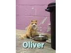 Adopt Oliver a Orange or Red Domestic Mediumhair / Mixed Breed (Medium) / Mixed