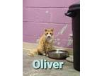 Adopt Oliver a Orange or Red Domestic Mediumhair / Domestic Shorthair / Mixed