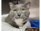 Adopt 68 a Gray or Blue Domestic Shorthair / Domestic Shorthair / Mixed cat in