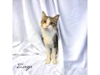 Adopt Zuzu a Brown Tabby Domestic Shorthair / Mixed Breed (Medium) / Mixed