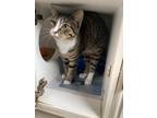 Adopt Okie a Brown Tabby American Shorthair / Mixed (short coat) cat in Broken