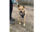 Adopt Bishop a Brown/Chocolate - with Tan Shepherd (Unknown Type) / Mixed dog in