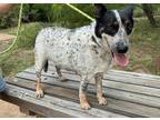 Adopt Misty a White - with Black Australian Cattle Dog / Corgi / Mixed dog in