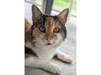 Adopt Angie a Orange or Red Domestic Shorthair / Domestic Shorthair / Mixed cat