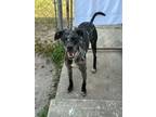 Adopt Samson a Black Catahoula Leopard Dog / Mixed Breed (Medium) / Mixed (short