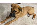 Adopt Penny a Brown/Chocolate - with White Black Mouth Cur / Mixed dog in
