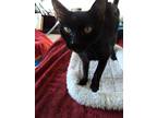 Adopt Vista a All Black Domestic Shorthair (short coat) cat in Escondido