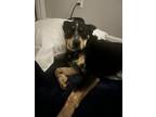 Adopt Jett a Black - with Tan, Yellow or Fawn Texas Heeler / Mixed dog in Salem