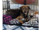Adopt Win a Black - with Tan, Yellow or Fawn Mixed Breed (Small) / Mixed dog in