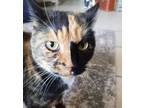 Adopt Seven a Calico or Dilute Calico Calico / Mixed (medium coat) cat in El