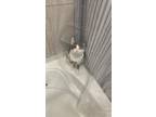 Adopt No name a Gray or Blue Domestic Mediumhair / Mixed (medium coat) cat in