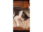 Adopt Bando a Calico or Dilute Calico Calico / Mixed (short coat) cat in Tolar