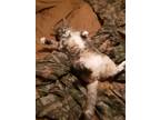 Adopt Mittens a Gray or Blue American Shorthair / Mixed (short coat) cat in