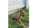 Adopt Otter a Red/Golden/Orange/Chestnut - with Black Catahoula Leopard Dog /