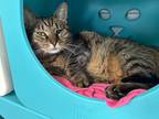 Adopt Meow Meow a Domestic Shorthair / Mixed cat in Poughkeepsie, NY (41330404)