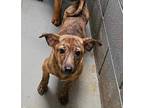 Adopt Buster a Brindle Dachshund / Mixed dog in Napoleon, OH (41330317)