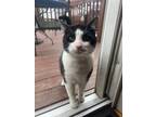 Adopt Hot sauce a Black & White or Tuxedo Tabby / Mixed (short coat) cat in New
