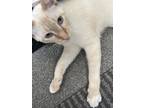 Adopt Mr. Meowzer a Cream or Ivory Siberian / Mixed (short coat) cat in