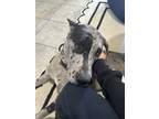 Adopt Storm a Gray/Blue/Silver/Salt & Pepper Great Dane / Mixed dog in Las