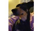 Adopt Simon a Tricolor (Tan/Brown & Black & White) Dachshund / Mixed dog in