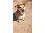 Adopt Casey a Tan/Yellow/Fawn - with Black Hound (Unknown Type) / Mixed dog in