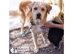 Adopt DIPPER a Tan/Yellow/Fawn - with White Retriever (Unknown Type) / Mixed dog