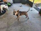 Adopt Draco a Brindle - with White American Pit Bull Terrier / Mixed dog in